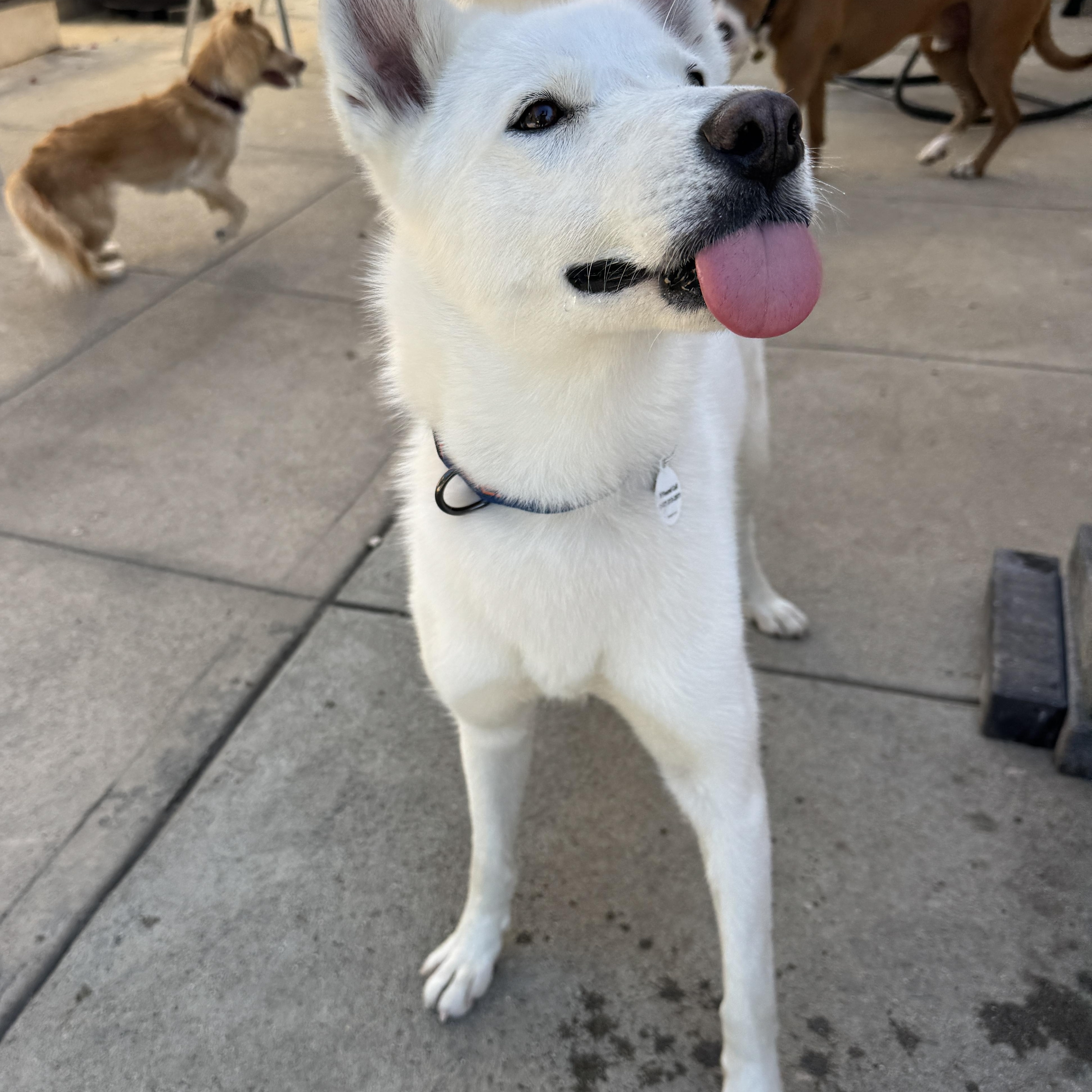 Enlarge Kiki (Courtesy Post), an adopted mixed breed in Los Angeles, CA image 4/6
