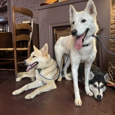 Enlarge Kiki (Courtesy Post), an adopted mixed breed in Los Angeles, CA image 2/6