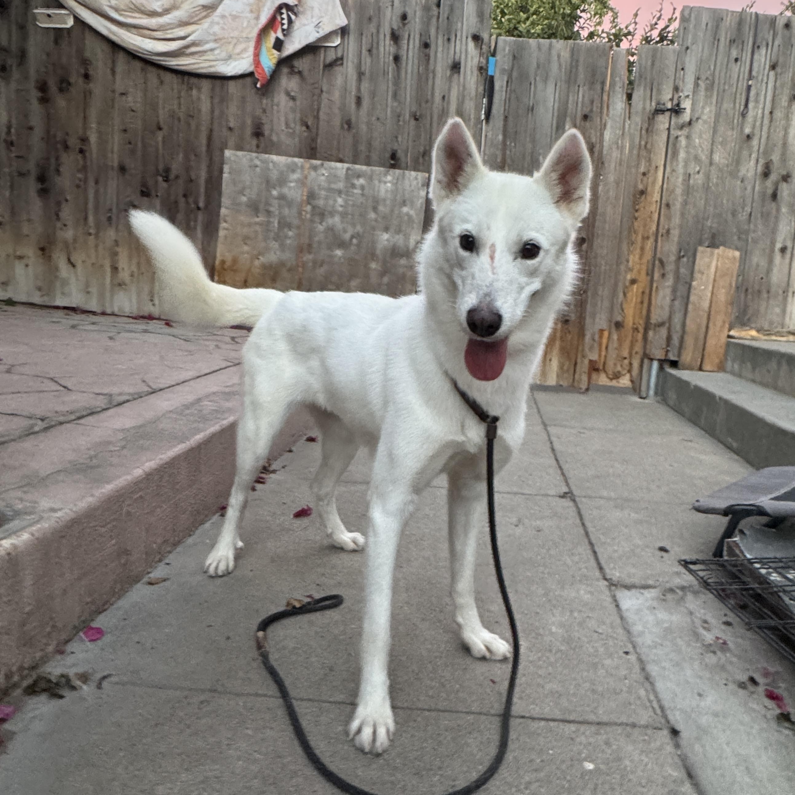 Enlarge Kiki (Courtesy Post), an adopted mixed breed in Los Angeles, CA image 5/6