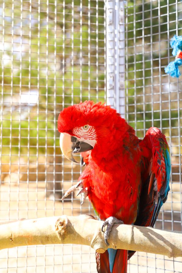 Molly, Adoptable, Senior Female Macaw.