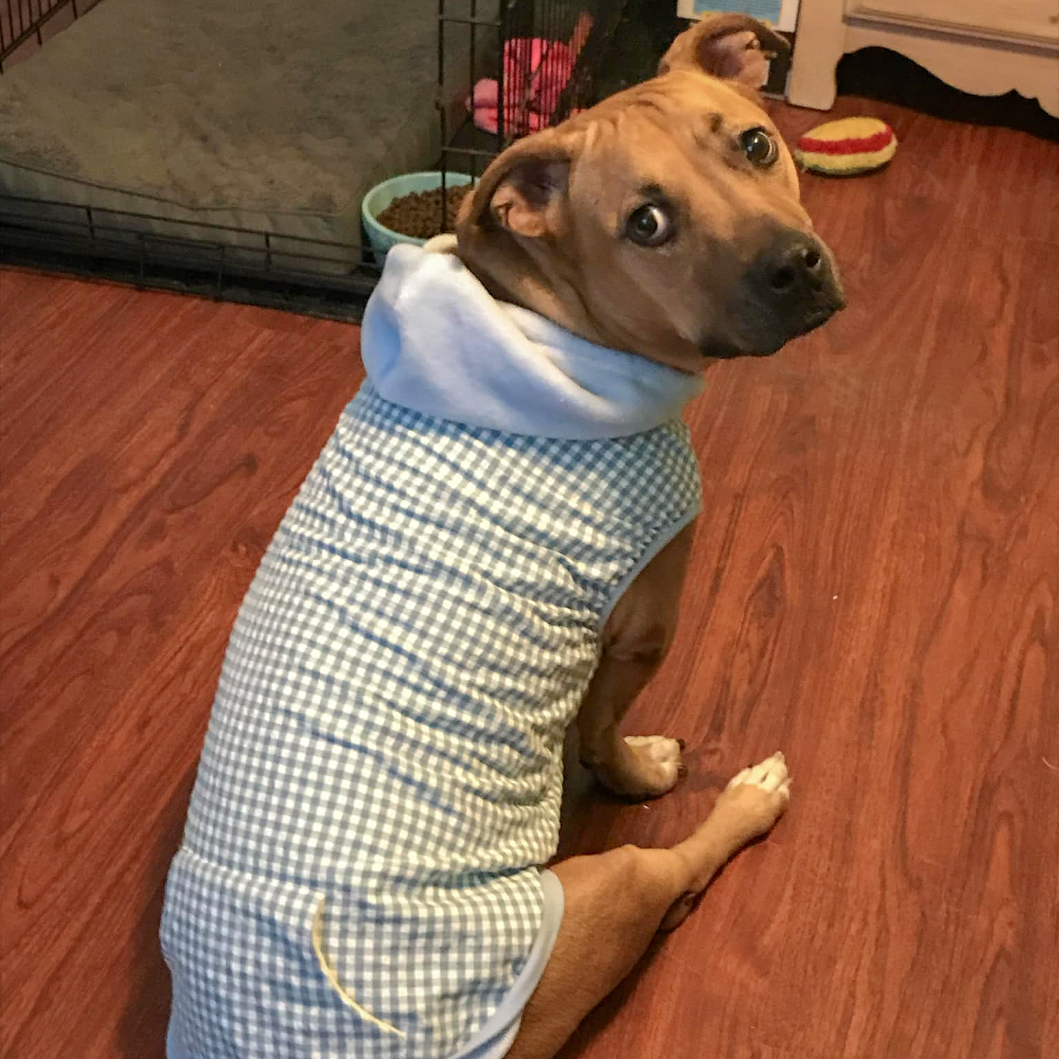 Enlarge Zoey, a Adoptable mixed breed in Huntley, IL image 7/11