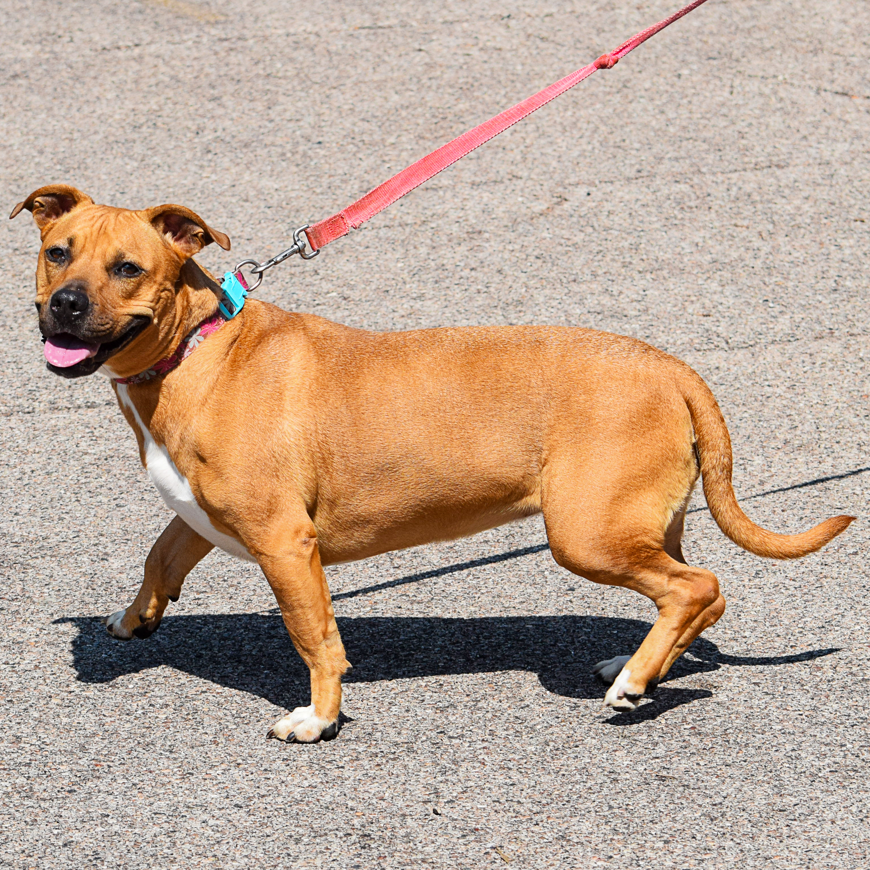 Enlarge Zoey, a Adoptable mixed breed in Huntley, IL image 10/11