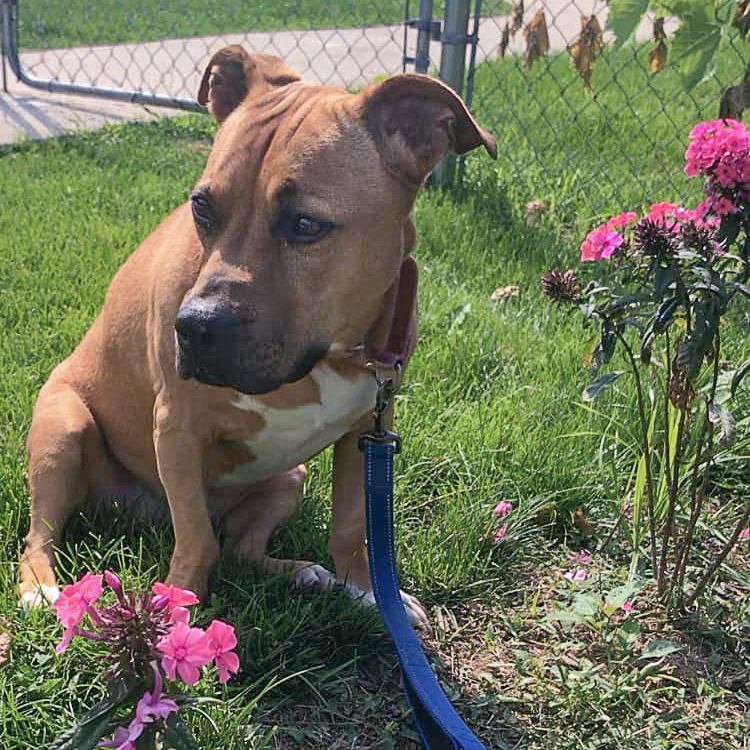 Enlarge Zoey, a Adoptable mixed breed in Huntley, IL image 8/11