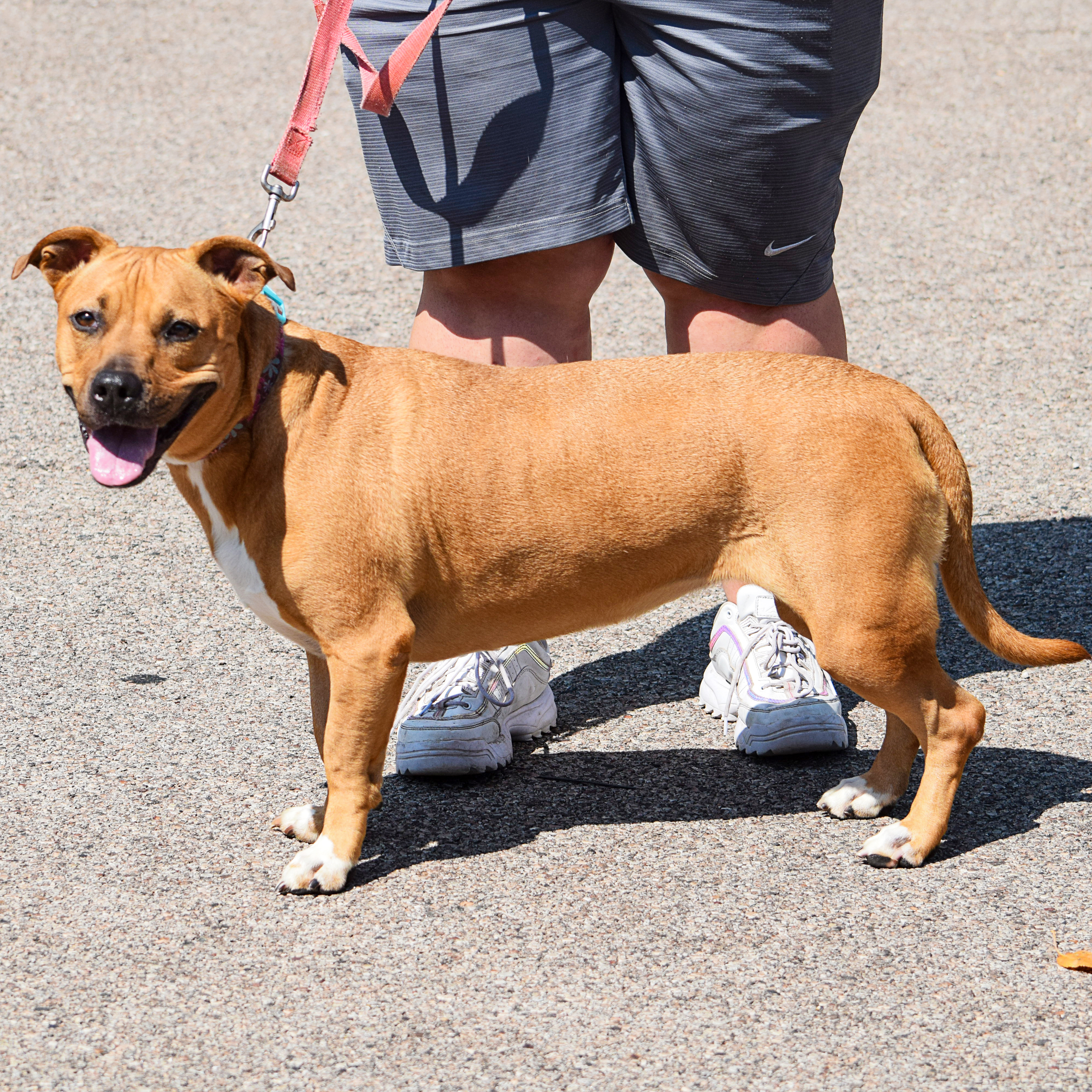 Enlarge Zoey, a Adoptable mixed breed in Huntley, IL image 9/11