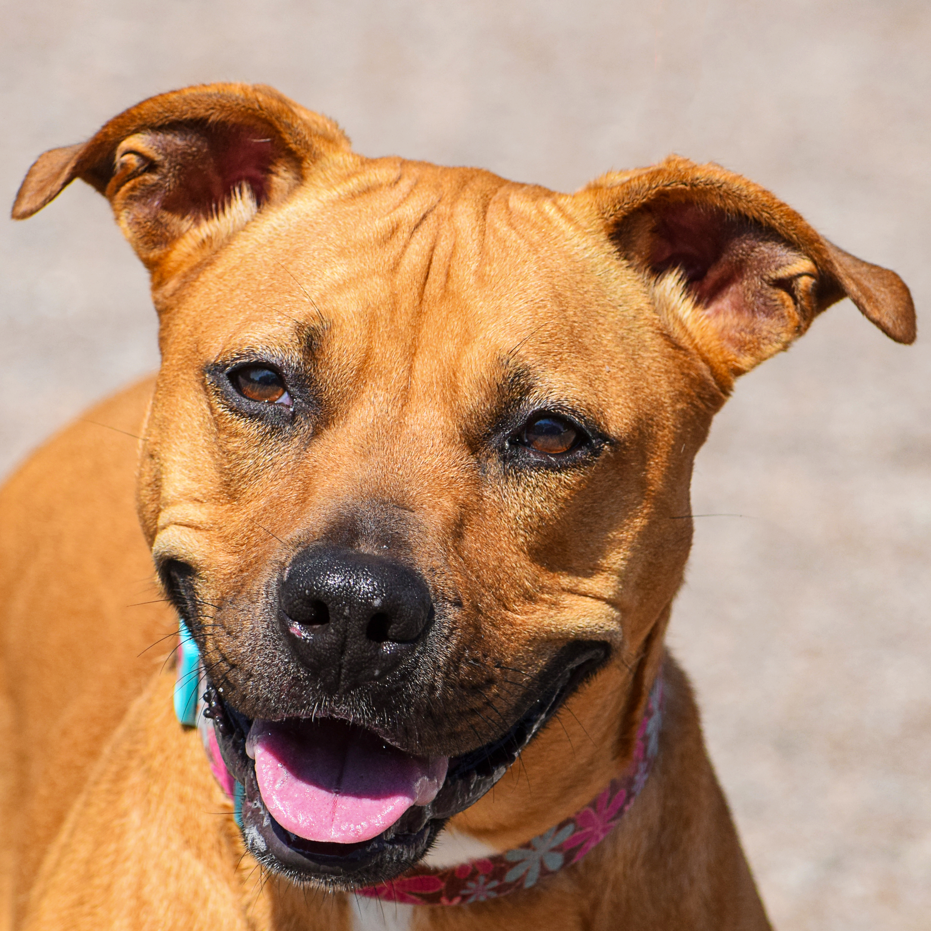 Zoey, a Adoptable mixed breed in Huntley, IL image 1/11