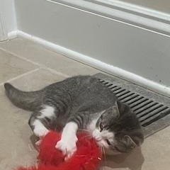 Enlarge Mika , a ADOPTABLE mixed breed in Waxhaw, NC image 3/3