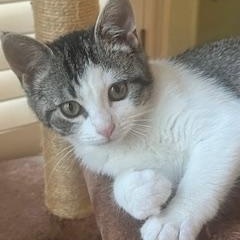 Mika , ADOPTABLE, Young Male Tabby.