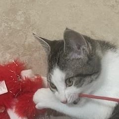 Enlarge Mika , a ADOPTABLE mixed breed in Waxhaw, NC image 2/3