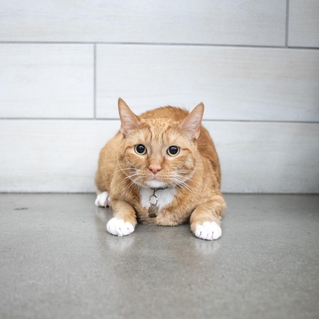 Nut Butter, Adoptable, Adult Male Domestic Short Hair.