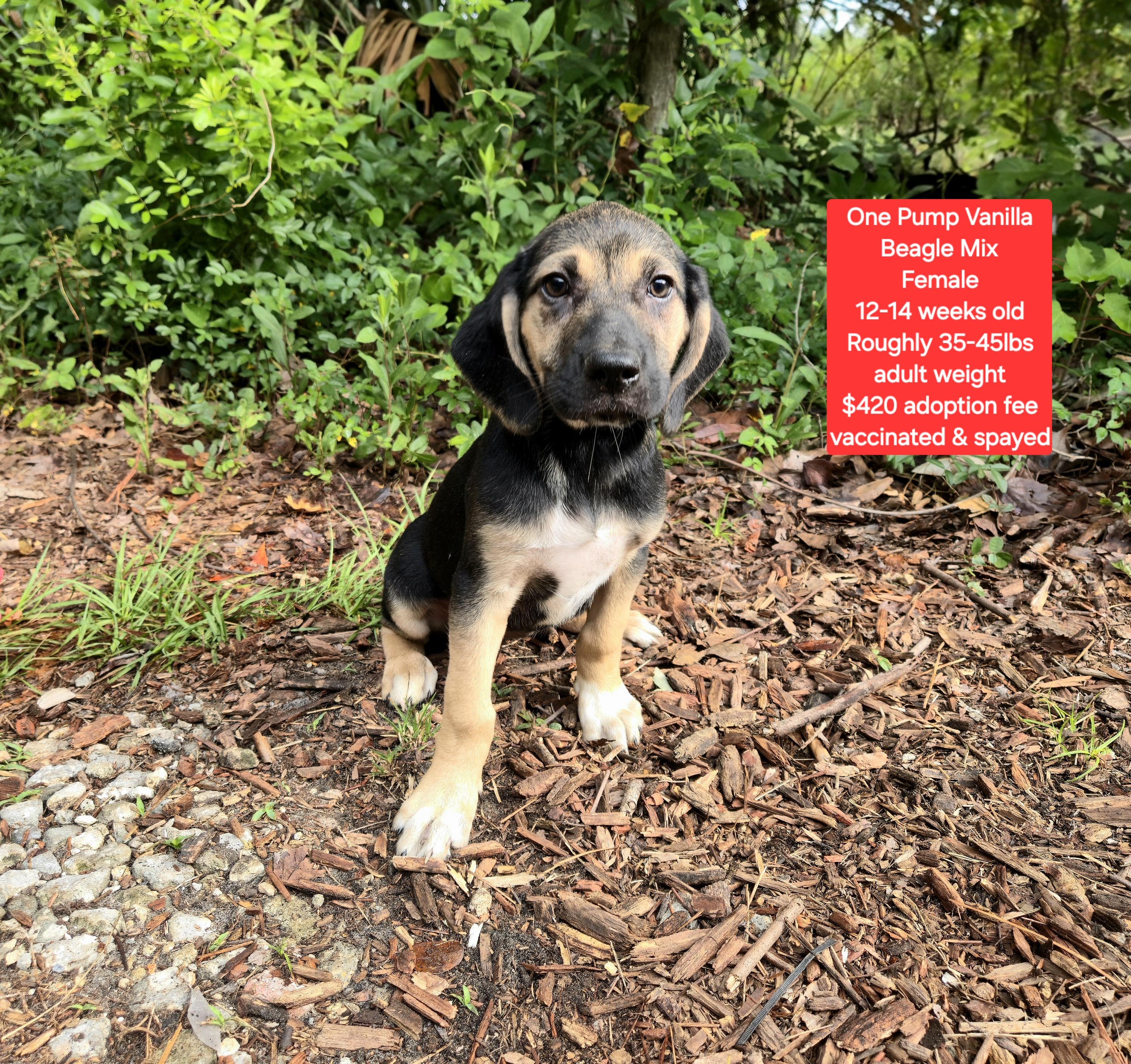 One Pump Vanilla, ADOPTABLE, Puppy Female Beagle.