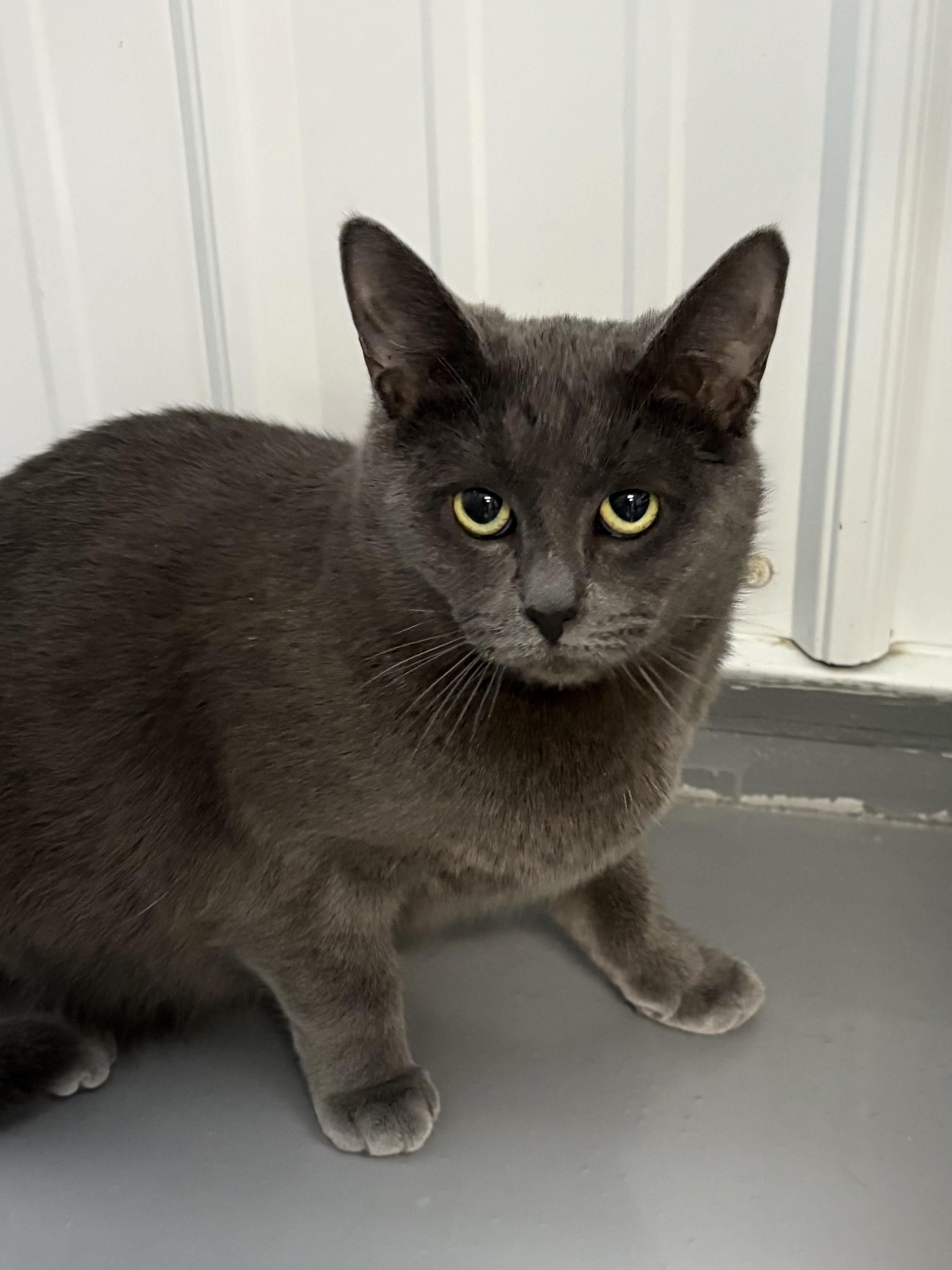 Willow, adopted, Adult Female American Shorthair.