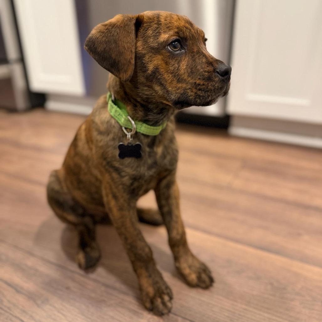 Enlarge Bruno, a Adoptable Plott Hound in Silver Spring, MD image 1/4