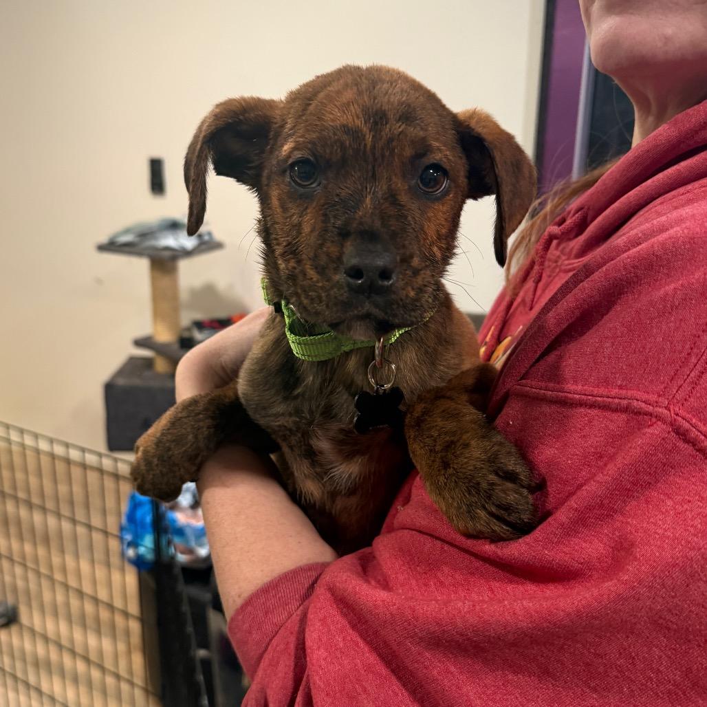 Enlarge Bruno, a Adoptable Plott Hound in Silver Spring, MD image 2/4