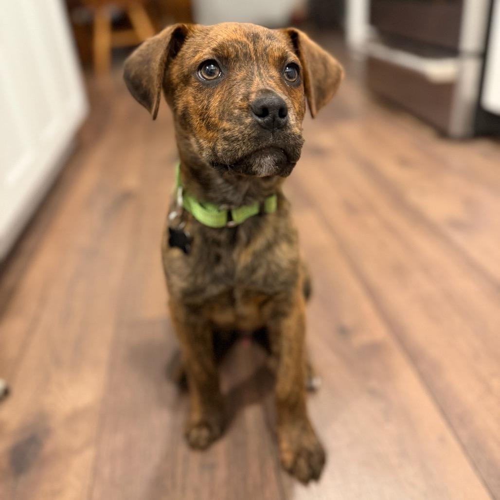 Enlarge Bruno, a Adoptable Plott Hound in Silver Spring, MD image 3/4
