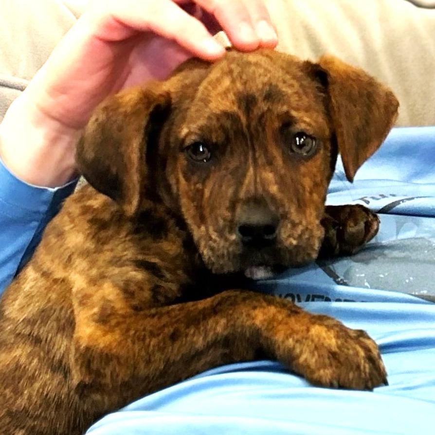 Enlarge Bruno, a Adoptable Plott Hound in Silver Spring, MD image 4/4