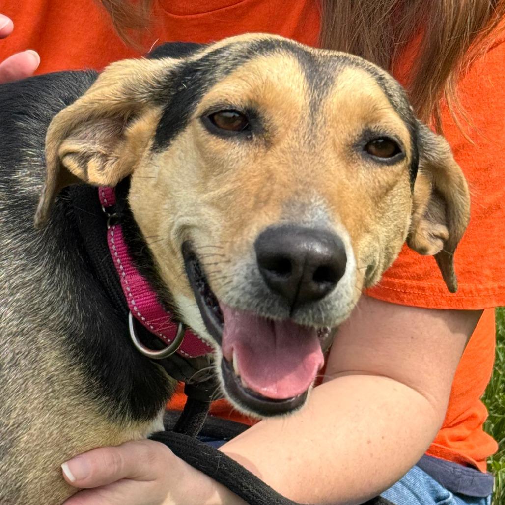 Enlarge Tawny, a Adoptable Mixed Breed in Nashville, IN image 2/6