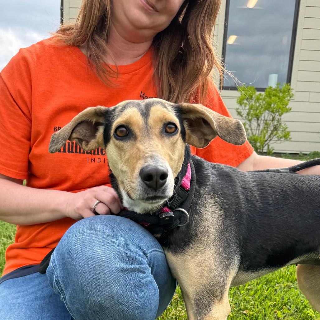 Enlarge Tawny, a Adoptable Mixed Breed in Nashville, IN image 3/6