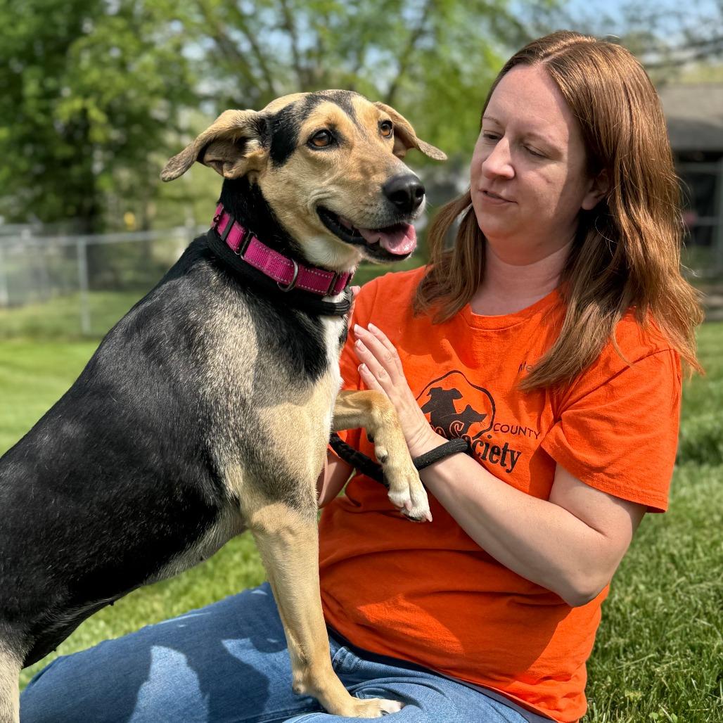 Enlarge Tawny, a Adoptable Mixed Breed in Nashville, IN image 4/6