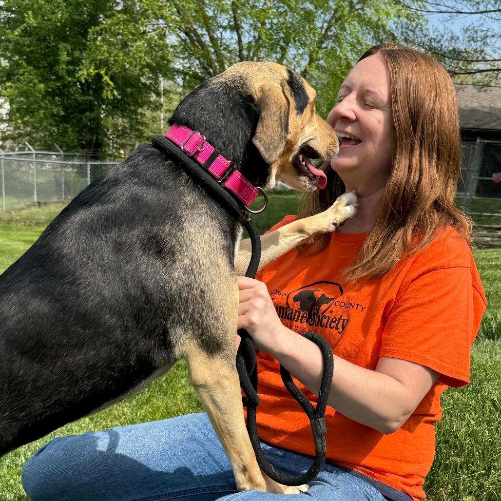 Enlarge Tawny, a Adoptable Mixed Breed in Nashville, IN image 5/6