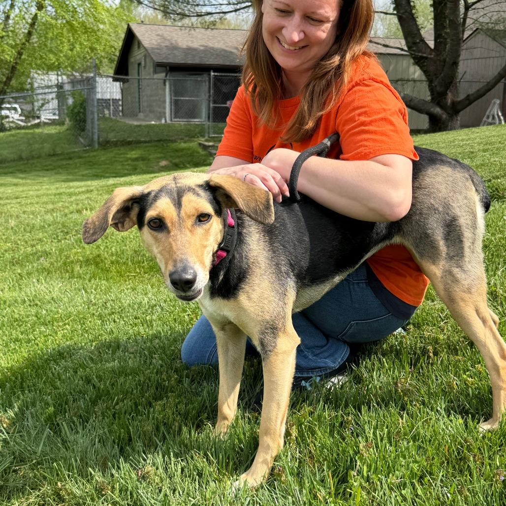 Enlarge Tawny, a Adoptable Mixed Breed in Nashville, IN image 6/6