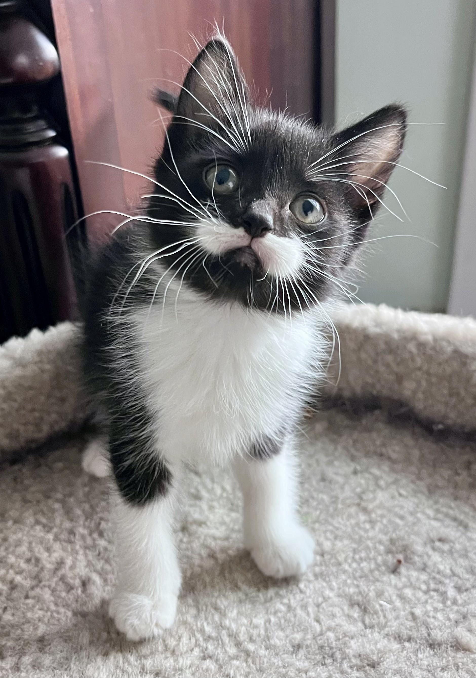 Enlarge Salvador, an adopted mixed breed in Rocky Hill, CT image 2/4