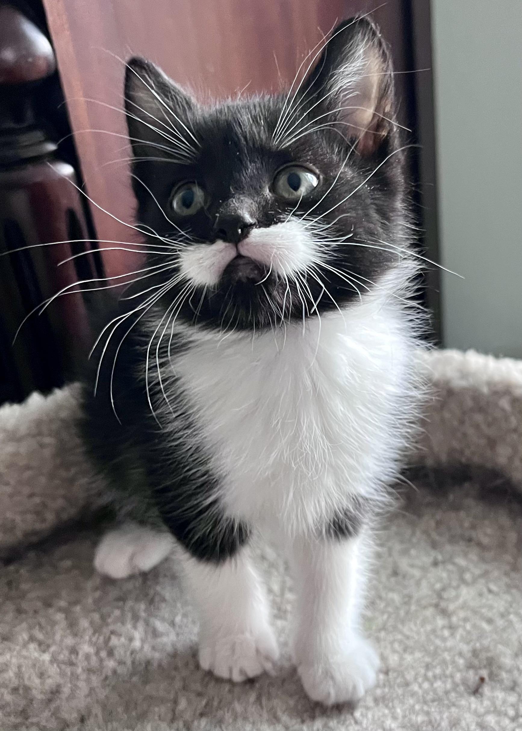 Enlarge Salvador, an adopted mixed breed in Rocky Hill, CT image 4/4