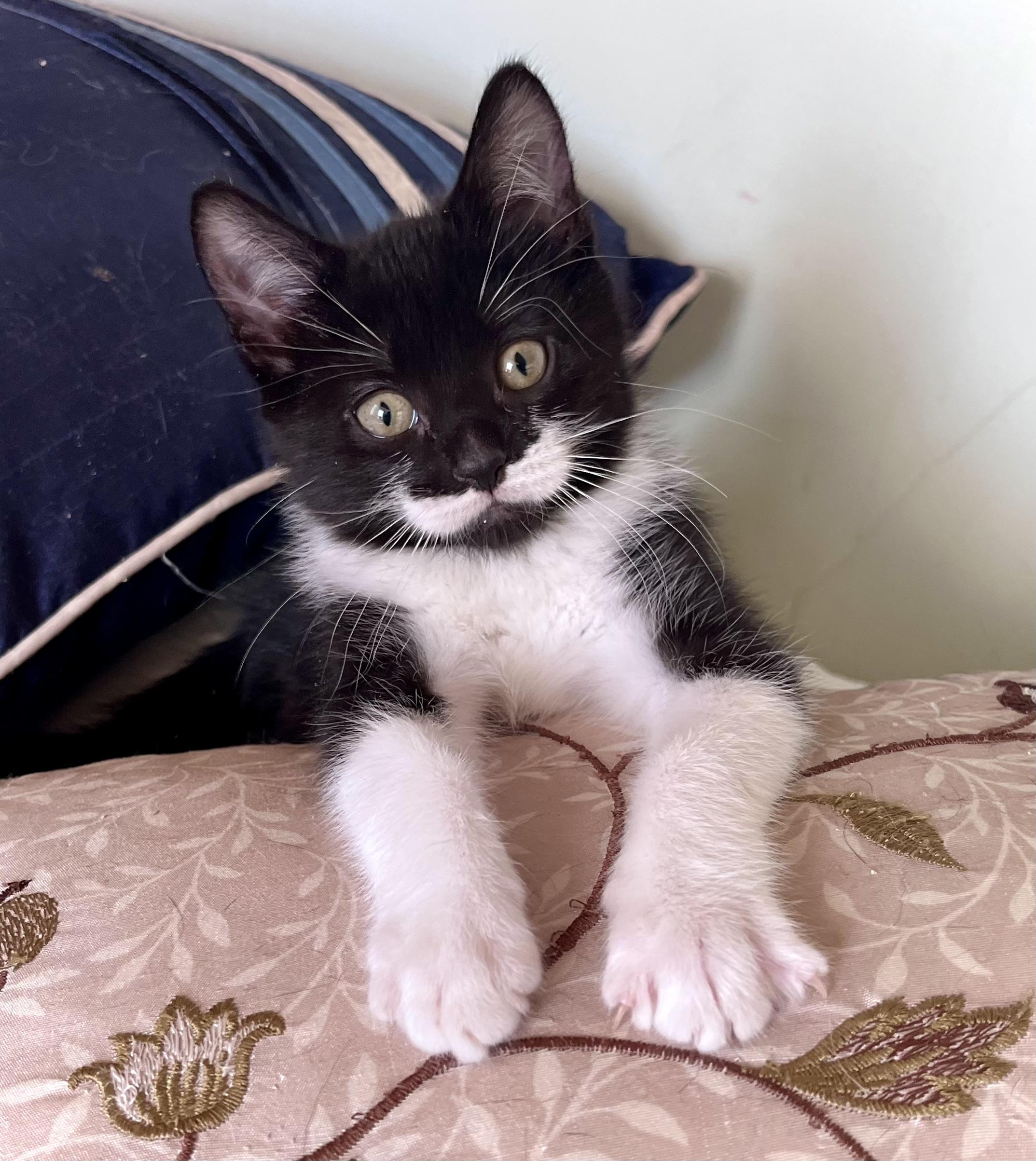 Salvador, adopted, Kitten Male Domestic Short Hair.