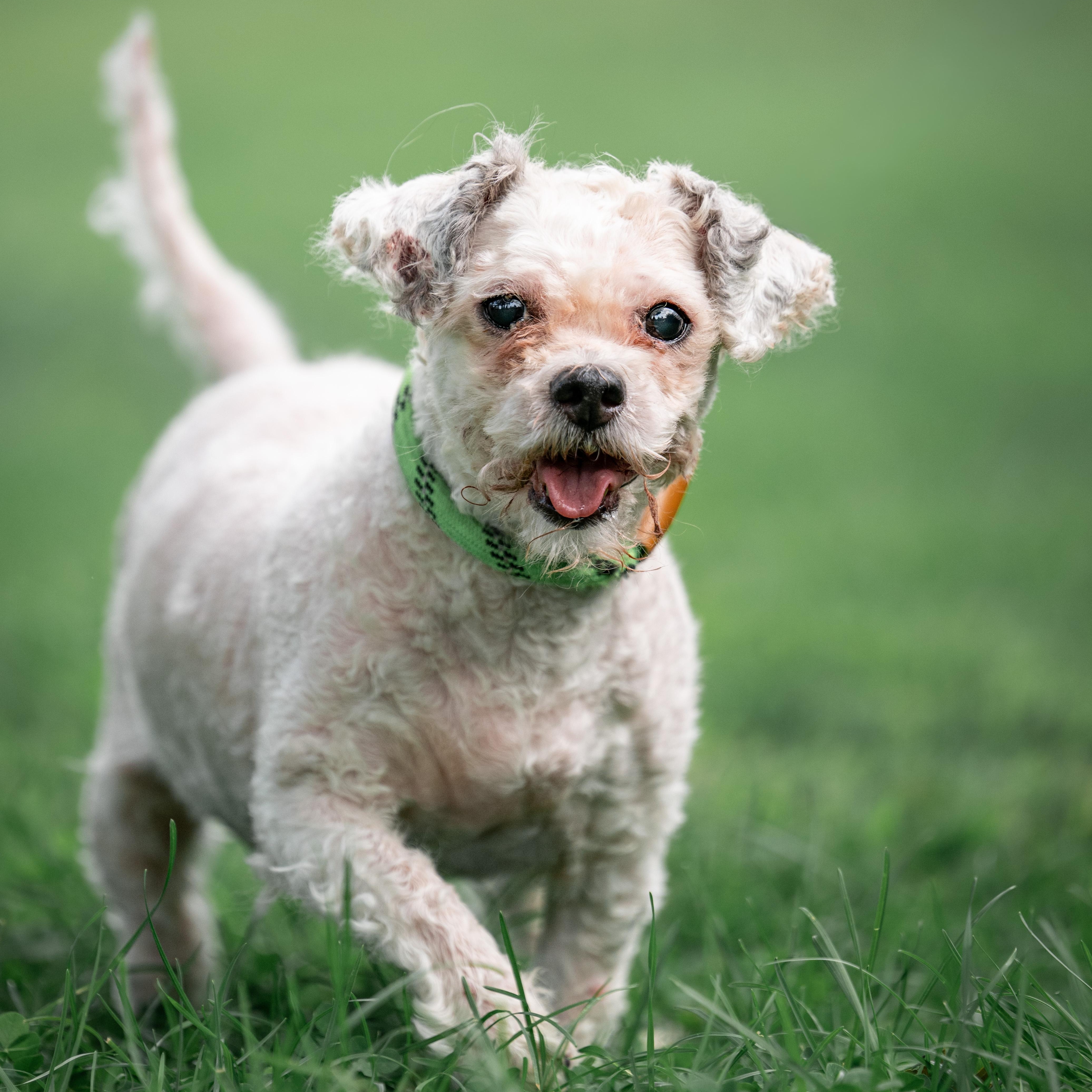 Kisses, Adoptable, Adult Female Poodle.