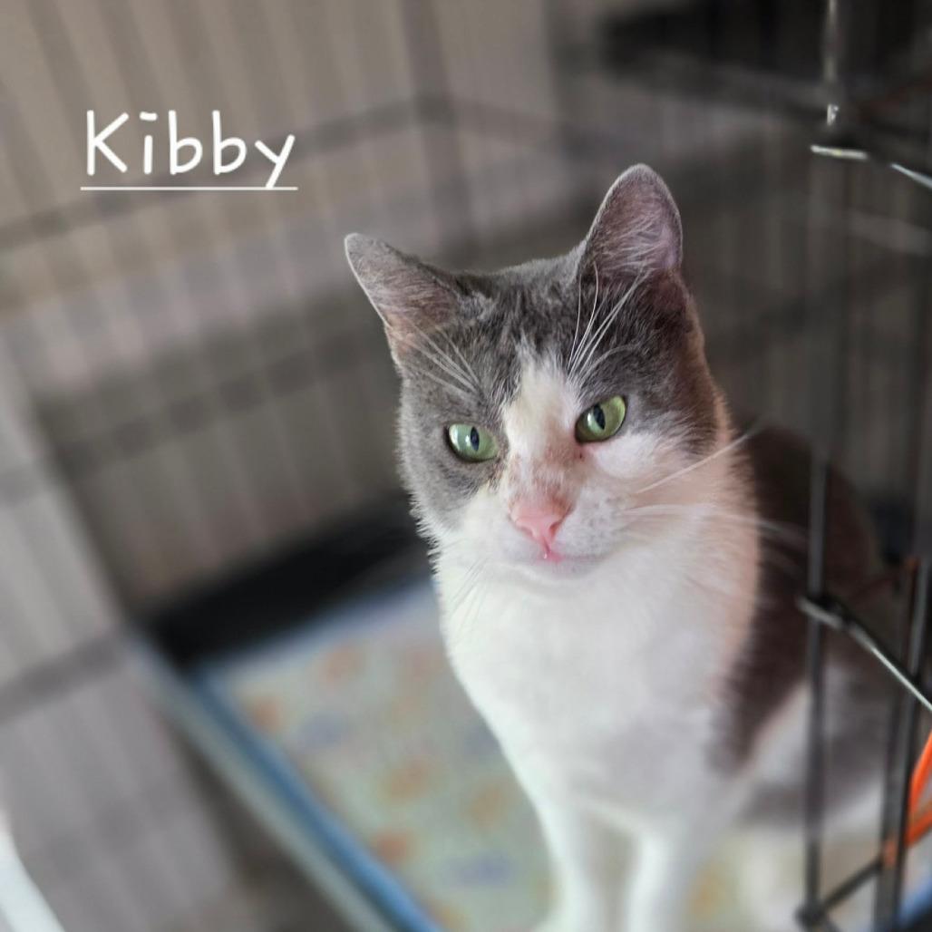 Enlarge Kibby, a Adoptable Domestic Short Hair in Kerrville, TX image 2/4