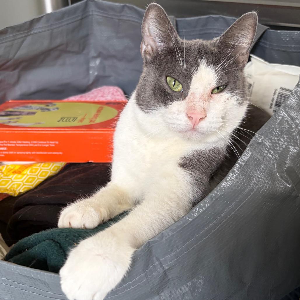 Enlarge Kibby, a Adoptable Domestic Short Hair in Kerrville, TX image 3/4