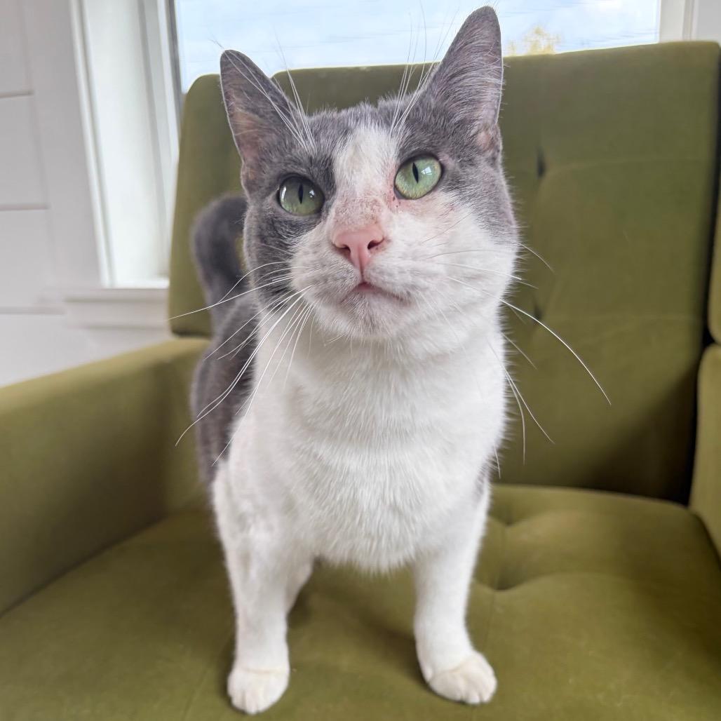 Enlarge Kibby, a Adoptable Domestic Short Hair in Kerrville, TX image 1/4