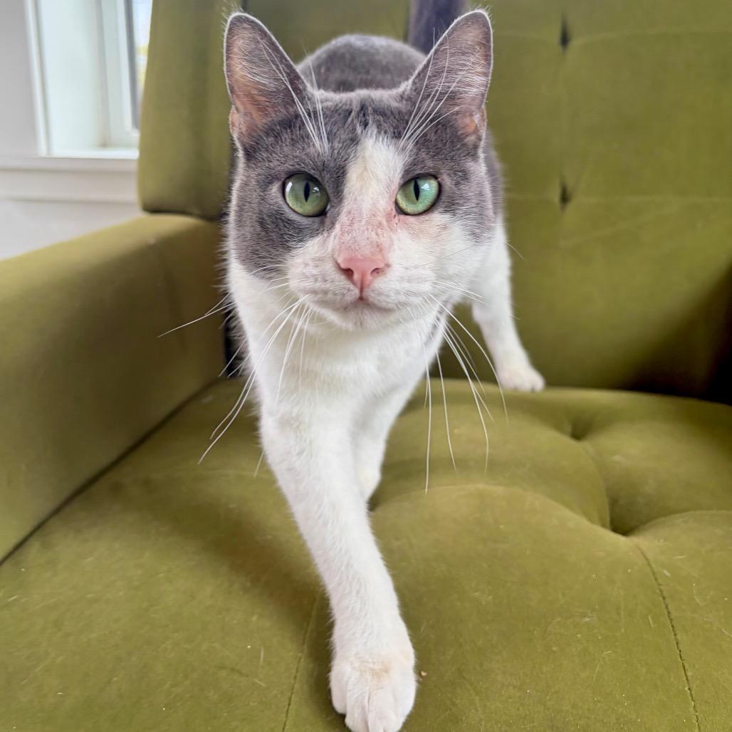 Enlarge Kibby, a Adoptable Domestic Short Hair in Kerrville, TX image 4/4