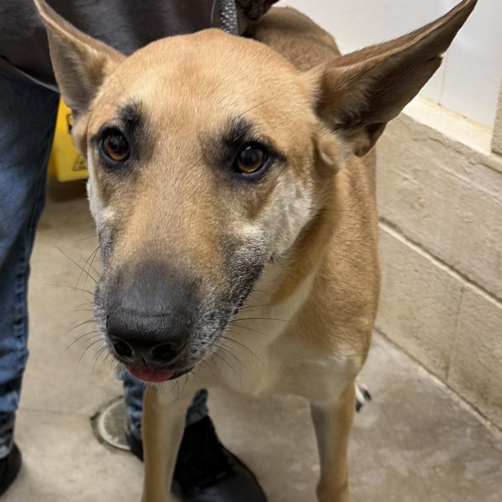 Baxter, a Adoptable Shepherd in Palestine, TX image 1/3