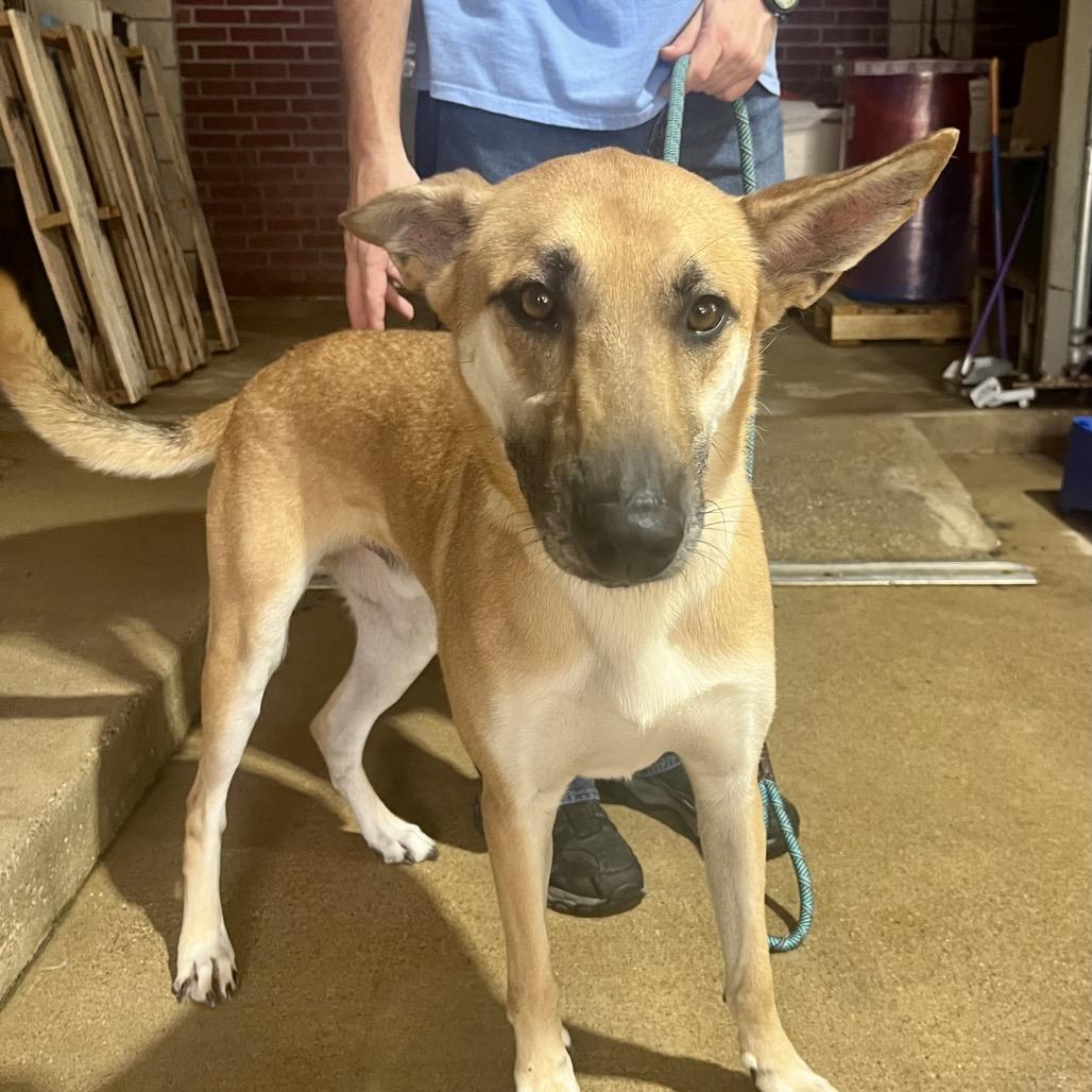 Baxter, a Adoptable Shepherd in Palestine, TX image 2/3