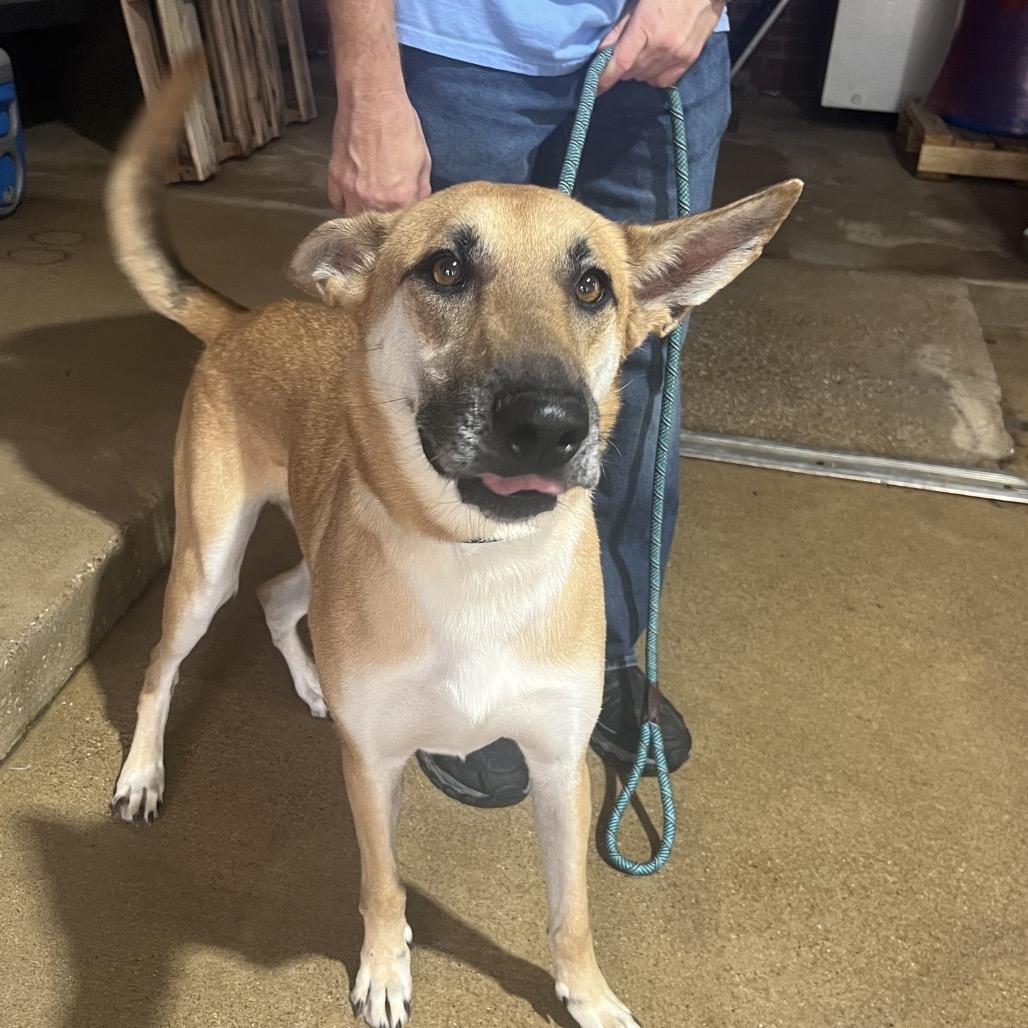 Baxter, a Adoptable Shepherd in Palestine, TX image 3/3