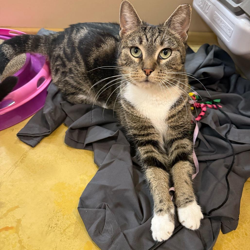 Birdie, Adoptable, Adult Female Domestic Short Hair.