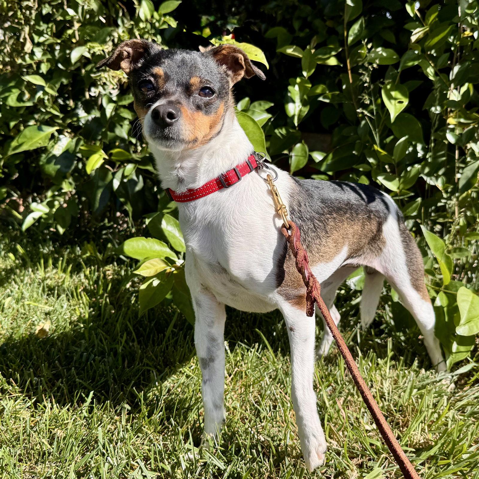 Violet, Adoptable, Adult Female Rat Terrier & Chihuahua.