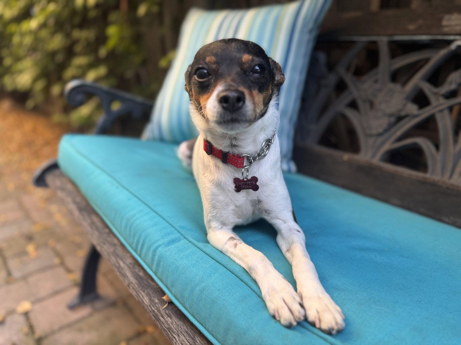 Enlarge Violet, a Adoptable mixed breed in Santa Clara, CA image 2/3