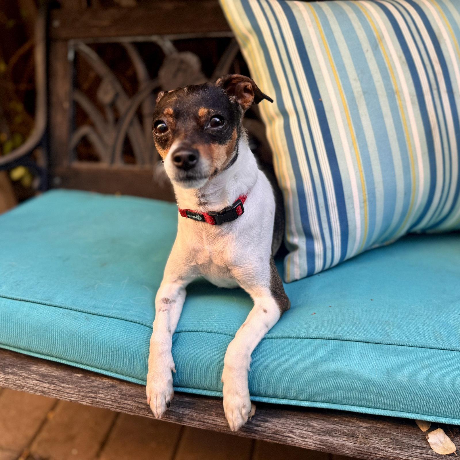 Enlarge Violet, a Adoptable mixed breed in Santa Clara, CA image 3/3
