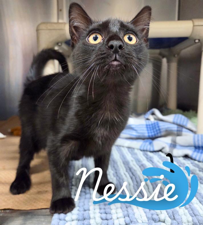 Nessie, Adoptable, Kitten Female Domestic Short Hair.