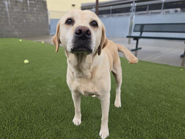 MOIRA ROSE, Adoptable, Adult Female Labrador Retriever.