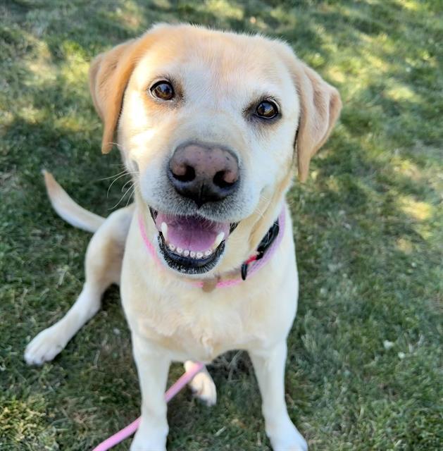 MOIRA ROSE, Adoptable, Adult Female Labrador Retriever.