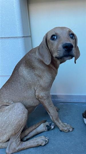 OSAKA, Adoptable, Puppy Female Mastiff & Mixed Breed.