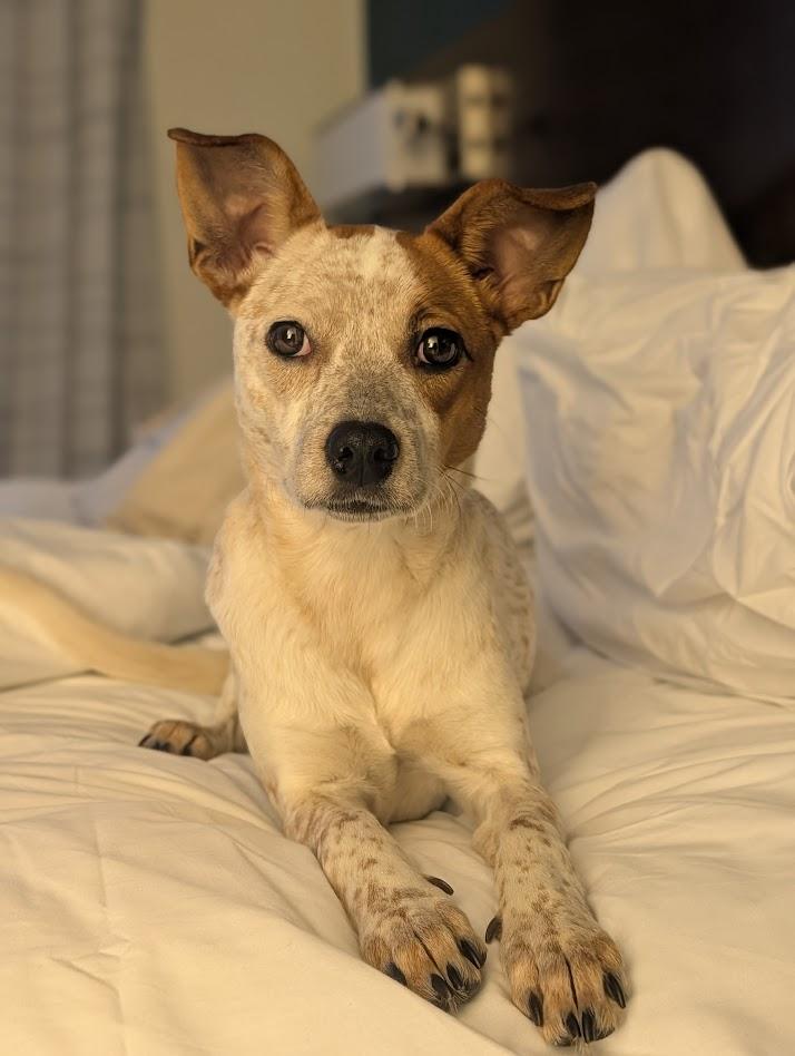 Georgia, ADOPTABLE, Young Female Australian Cattle Dog / Blue Heeler.