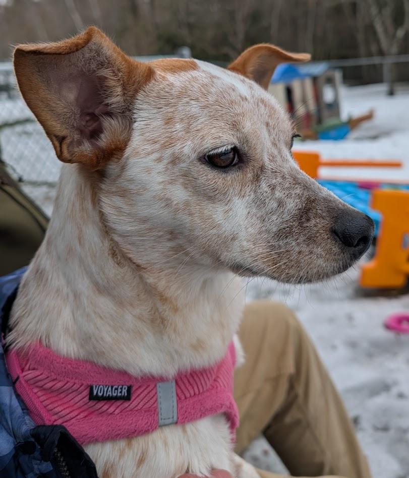 Georgia, a ADOPTABLE mixed breed in Acworth, NH image 3/3