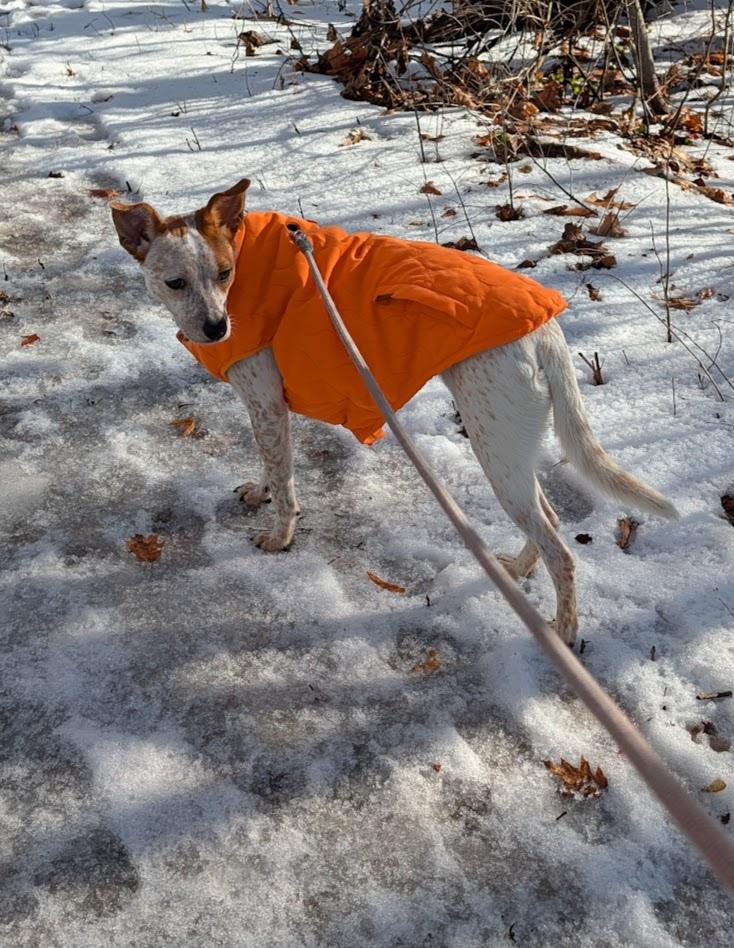 Georgia, a ADOPTABLE mixed breed in Acworth, NH image 2/3