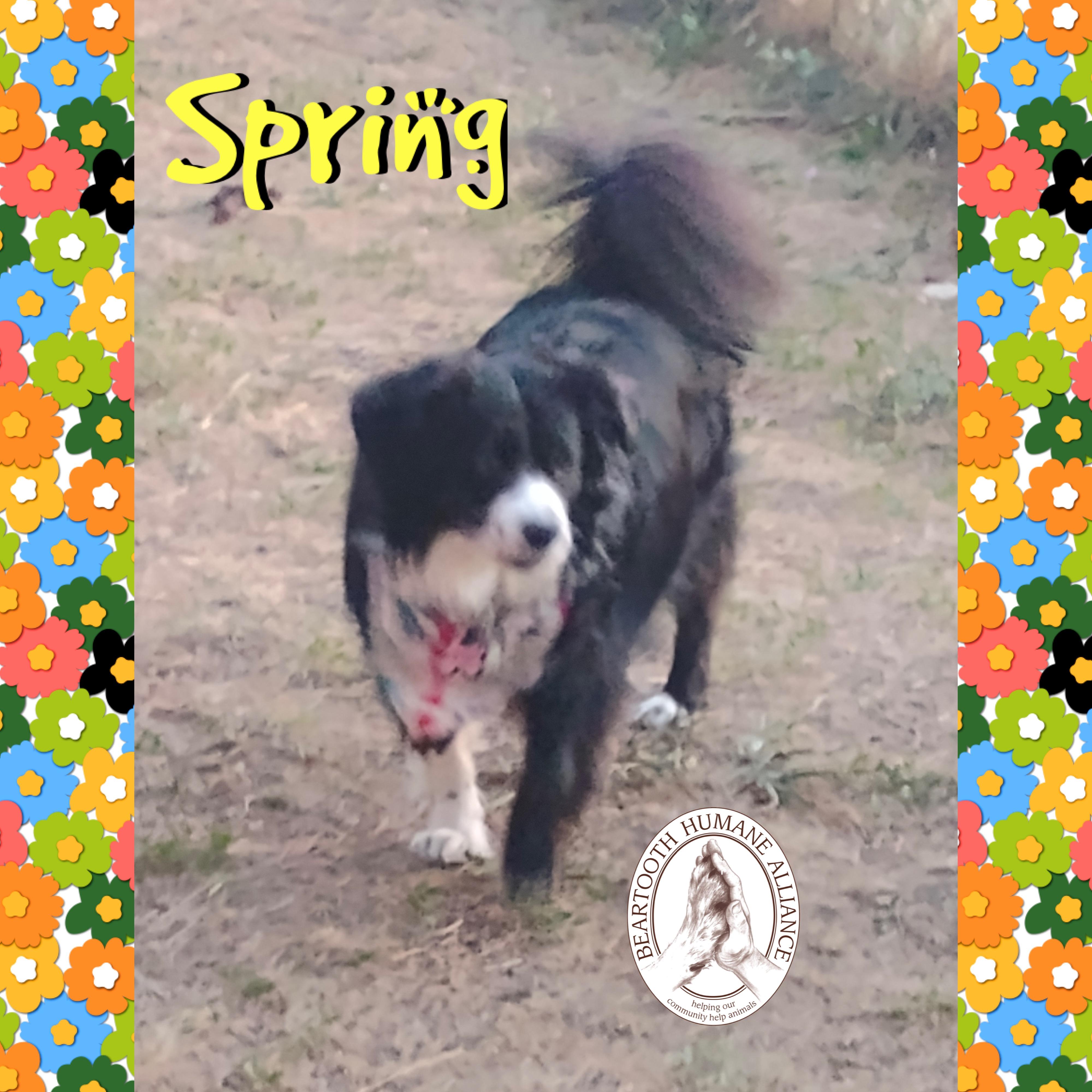 Maria and Spring, a Adoptable Australian Shepherd in Red Lodge, MT image 2/4