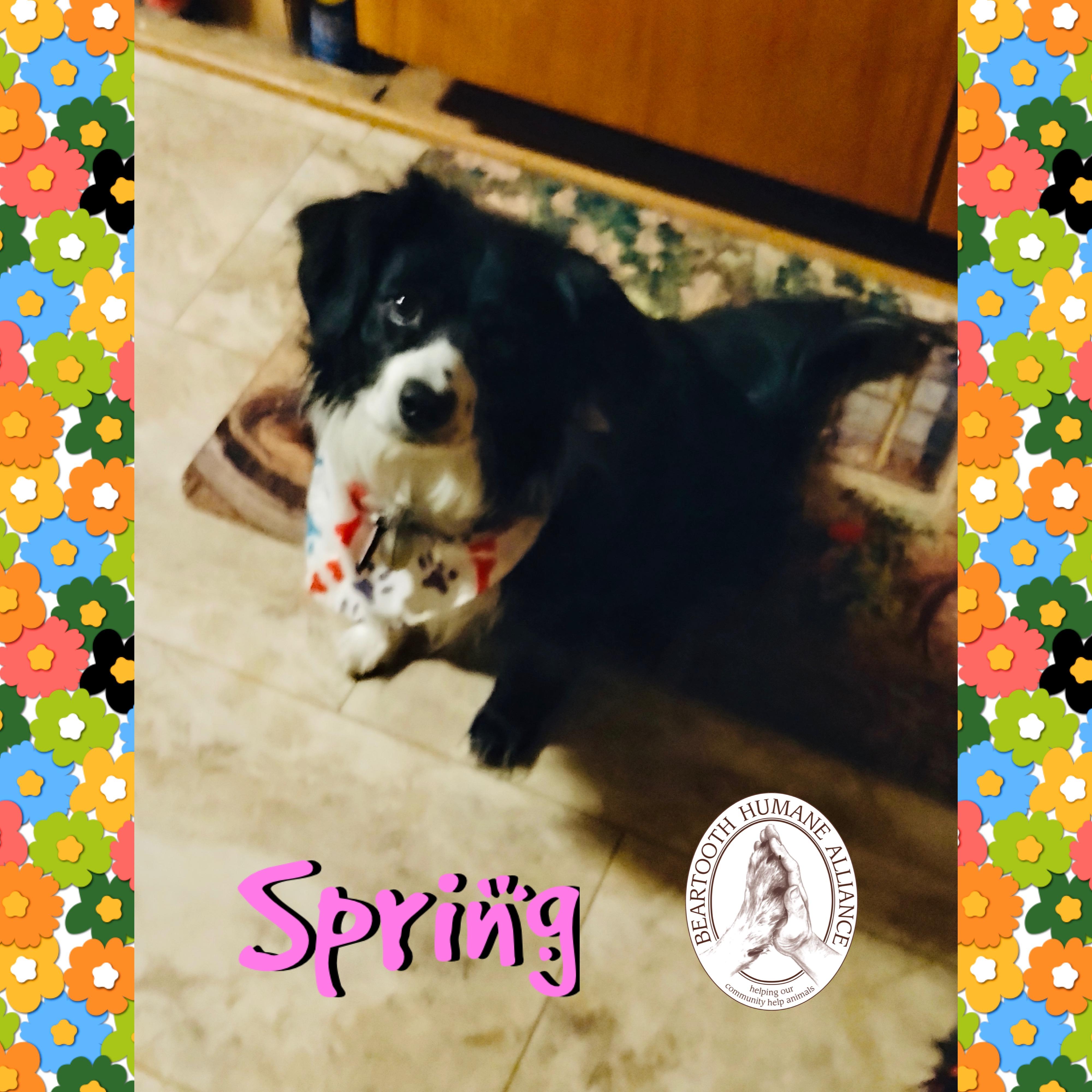 Maria and Spring, a Adoptable Australian Shepherd in Red Lodge, MT image 3/4