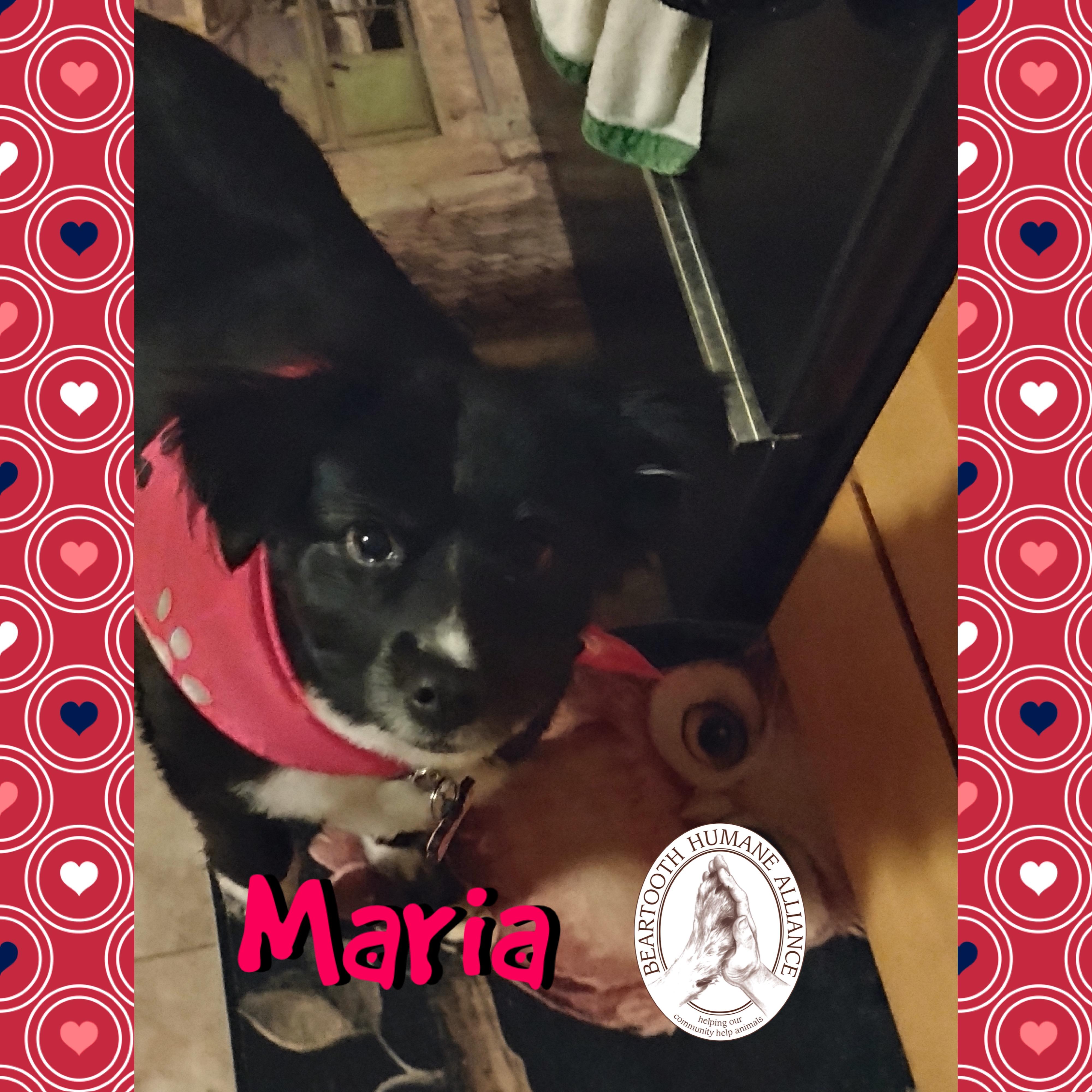 Maria and Spring, an adoptable Australian Shepherd in Red Lodge, MT, 59068 | Photo Image 3