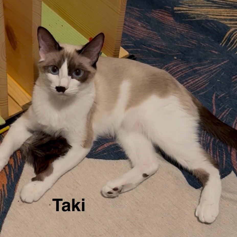 Taki